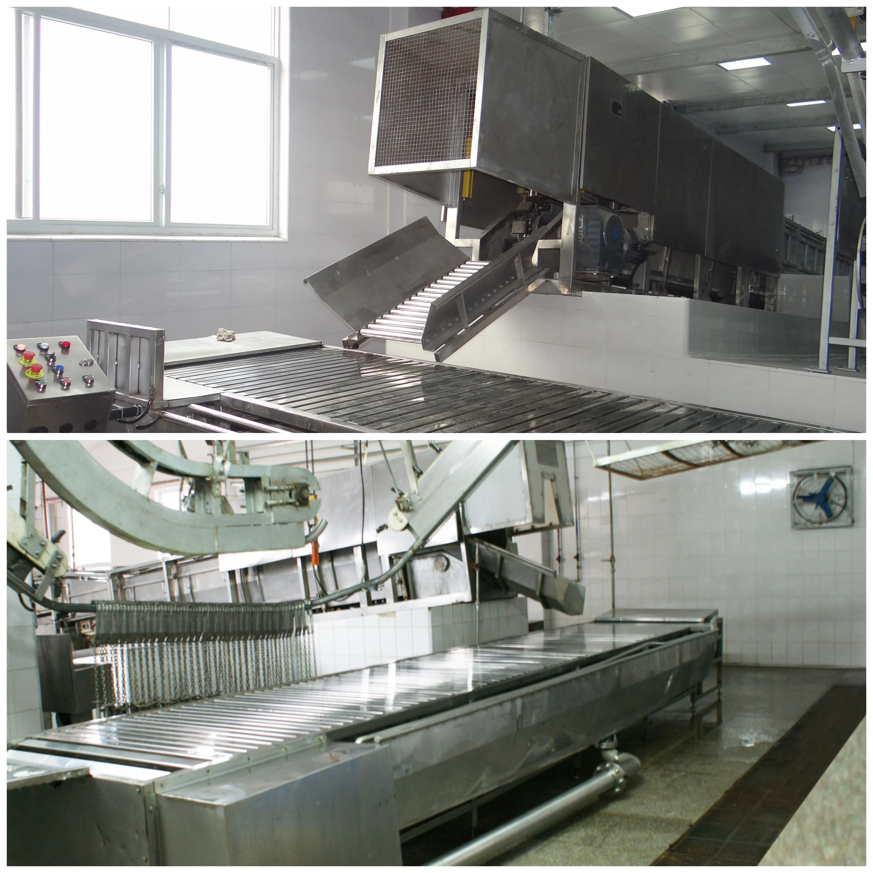 Fully automatic pig slaughtering line in a modern slaughterhouse with electric shock system