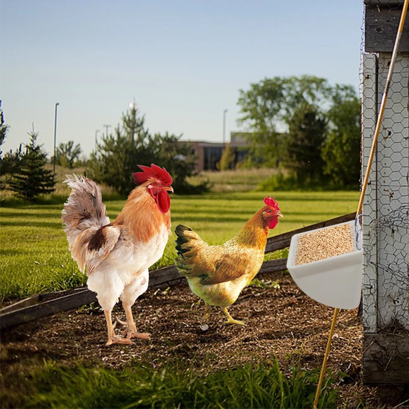 Zootec Mangiatoia per Galline, antispreco, Asta Regolazione del mangime