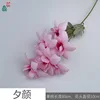 Evening Glory MQN Pink