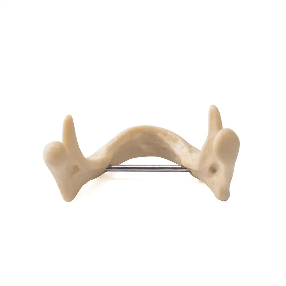 Dental Medicine Jaw Bone Orthopedics Oral Consumables Model Bionic ...
