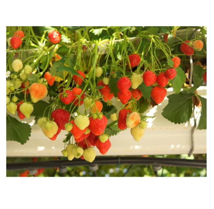 Photo inspiration: Picture Idea: Alibaba Com High Tech Strawberry Farm Substrate Growing Bag For