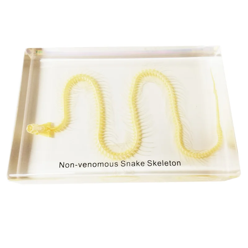 Gelsonlab HSBS-006 Educational Non Venomous Snake Skeleton Embedded Biological Specimens