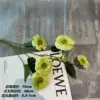 Dg calendula