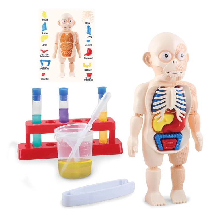Labs Educational Human Body Science Kit Children Assembly Games 3D Model Doctor Toys Set