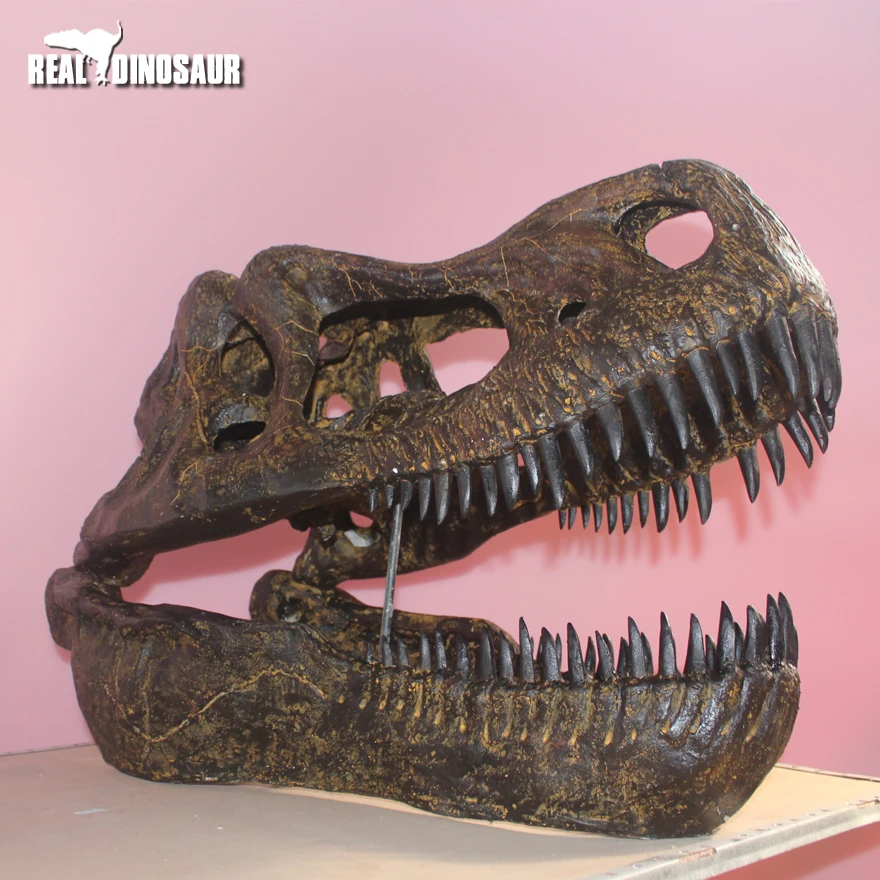 恐竜化石 レプリカ 縦43cm 横16.5cm Amazon | DINOWORLDトリケラトプス 頭骨レプリカ 化石