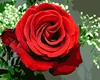 Rose madder
