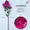 High-branched crape myrtle flowers JC deep purple