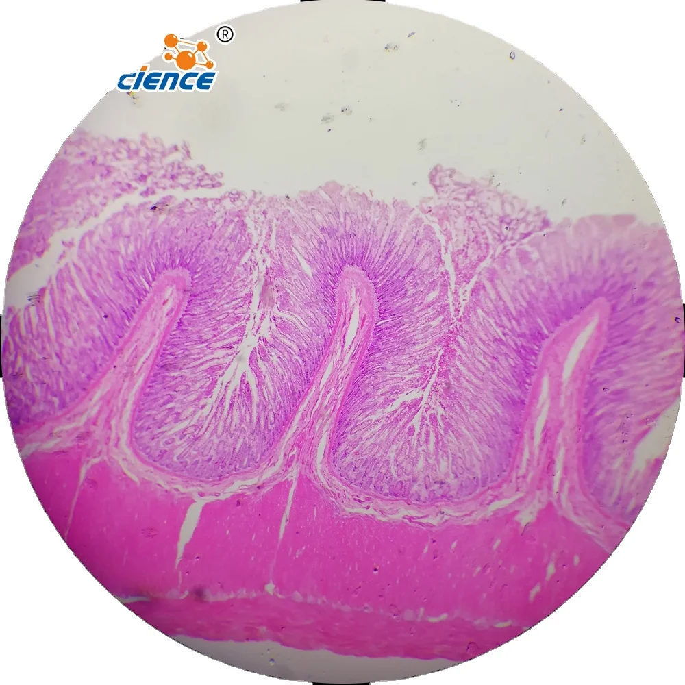 50 Vetrini Per Microscopio + 100 Vetri Coprioggetto - 22x22mm - Foto 5