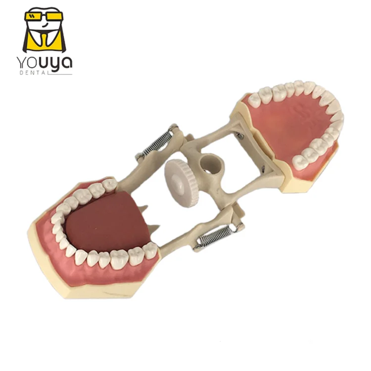 
 Высококачественная модель зубных протезов 32 зуба на замену, модель зубных протезов  