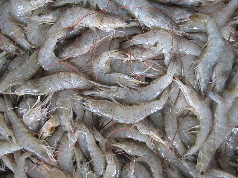 white shrimp