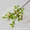 Long-branched island spring flowers - white