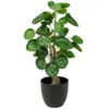 2 # Aralia Balfour
