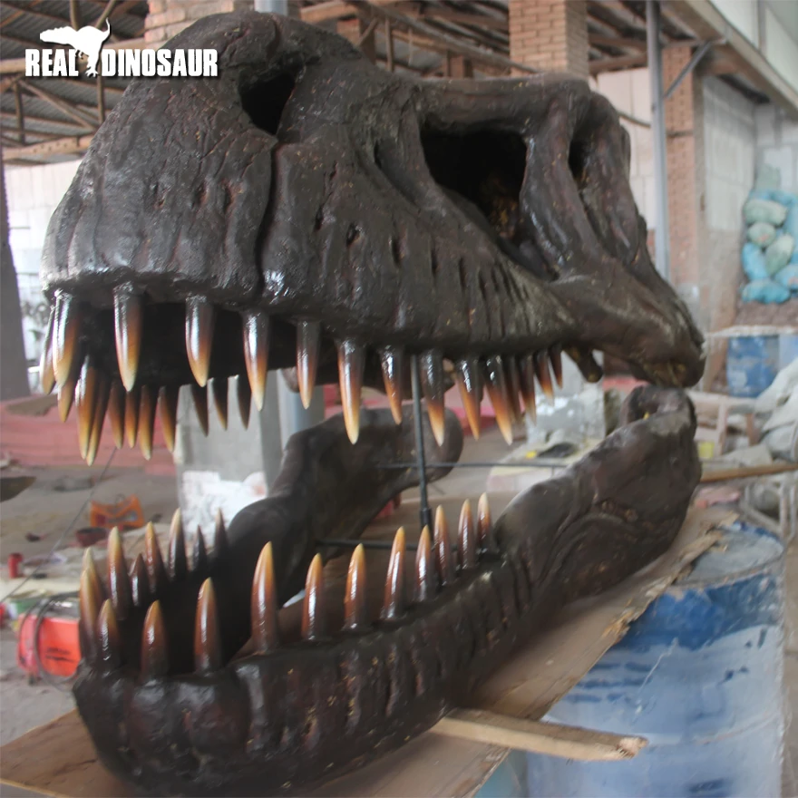 Artificial Dinosaur Museum Exhibit Fossil Replicas Life Size Triceratops  Skull - Buy Dinosaur Head Skull,Life Size Dinosaur Skull,Triceratops Fossil  Product on 