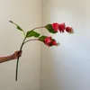 Rosa madeira