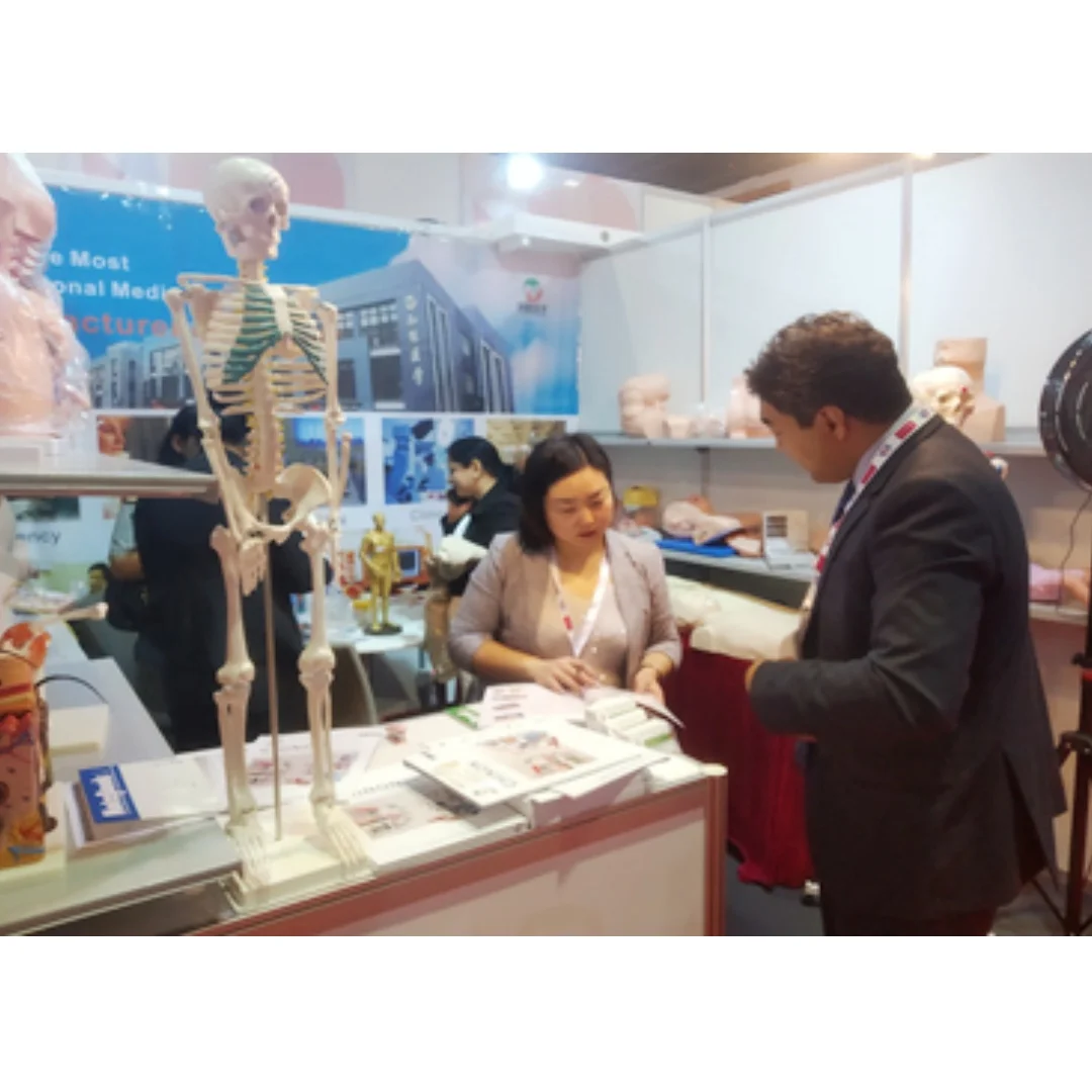 ADA-A3001 анатомию головы и шеи человека модели поперечного разлома