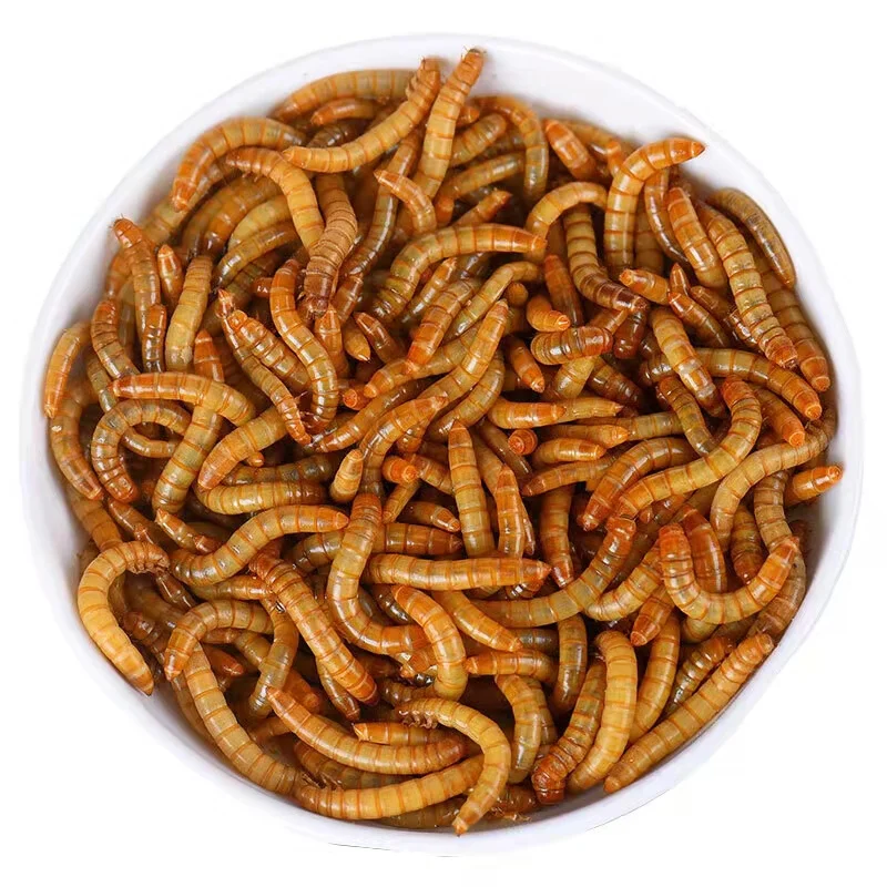 freeze dried worms for birds