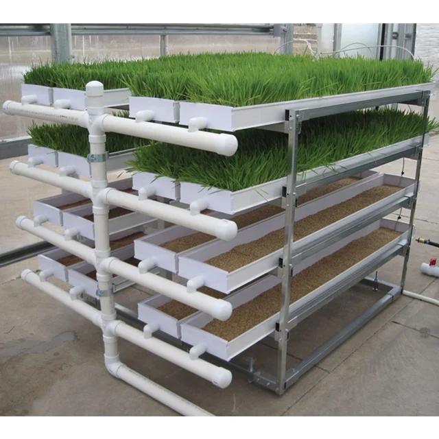 Hydroponic Fodder Growing System Hydroponic Fodder Cultivation
