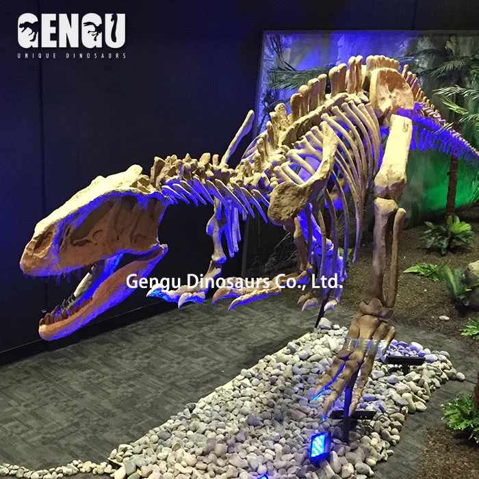 High Quality Dinosaur Skeleton and Fossils