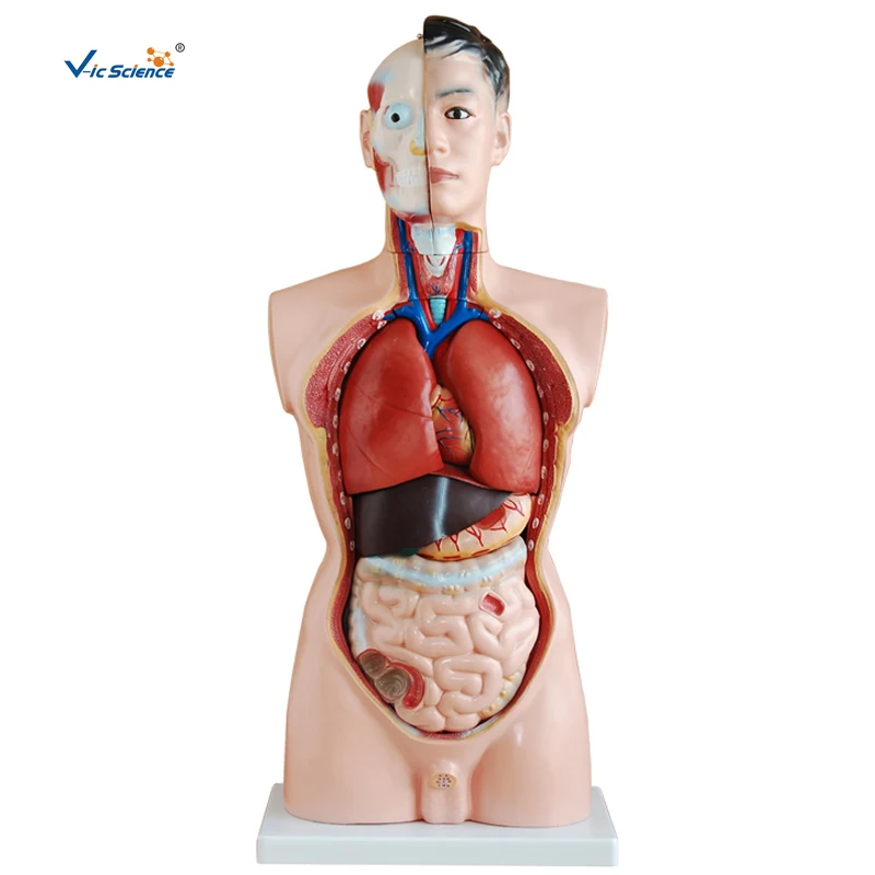 19 Part 85cm Human Male Torso Model Human Anatomy Body Model Buy Human Male Torso Model Human Anatomy Body Model Human Torso Model Product On Alibaba Com
