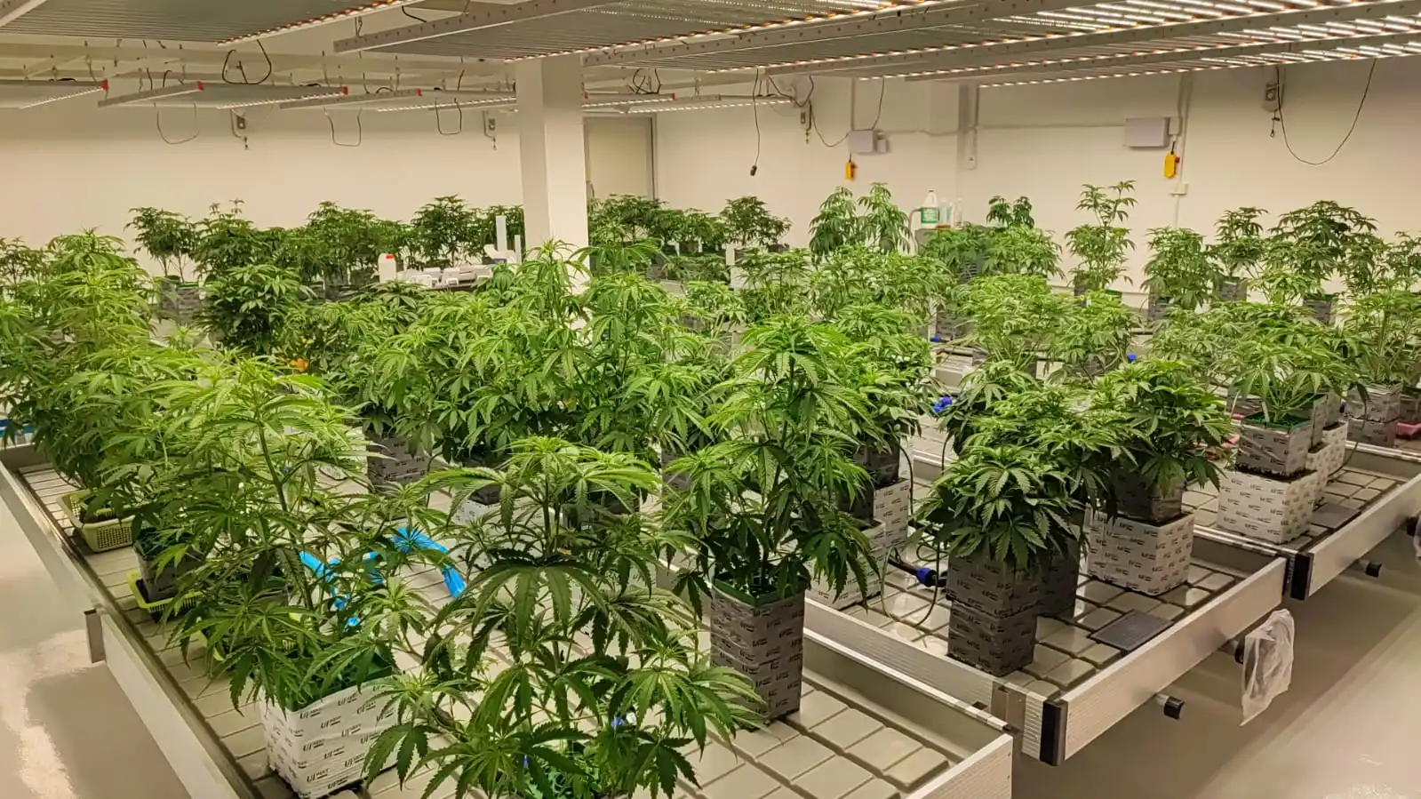 Flower Hydroponic Propagation Table Ebb Flow Plant Nursery Sliding Grow