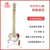 Modèle de colonne vertébrale semi-musculaire de 85 cm