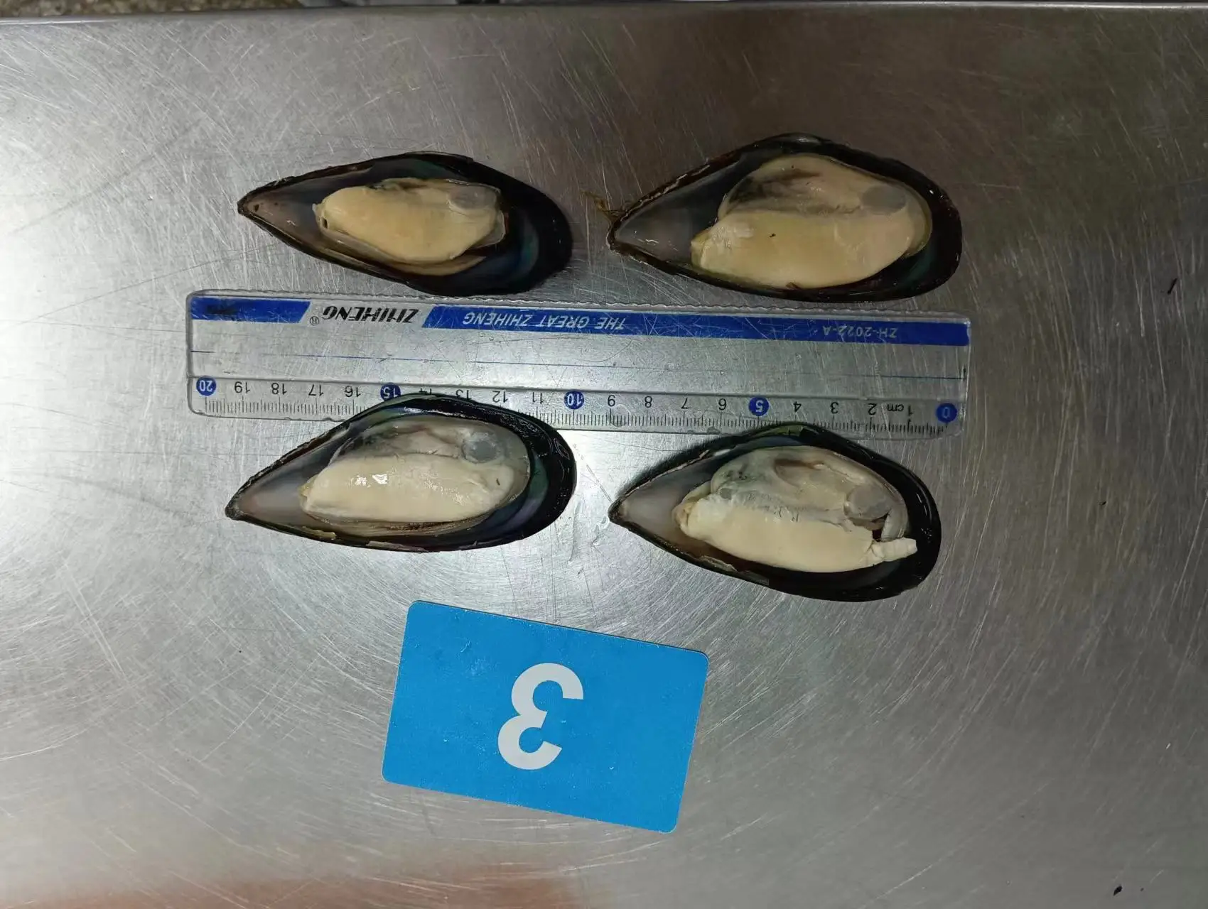 2023 Season Frozen Half Shell Mussel For Thailand Market Buy Half
