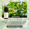 Osmanthus