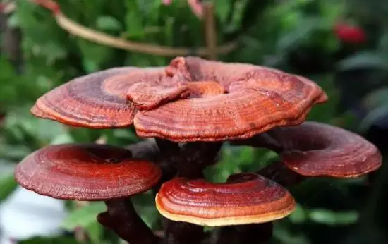 Food Grade Ganoderma Lucidum Spore Oil China Reishi Mushroom Essential Oil for Strengthen Immunity