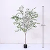 Ficus triangularis - 180cm
