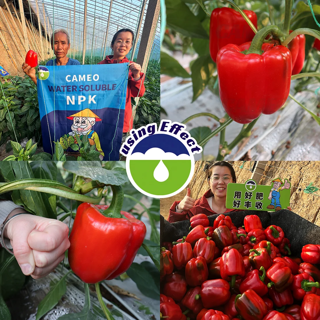 NPK Fertilizer  Manufacturing Chelate 13 element Foliar Fertilizer Npk 19-19-19 Flower Fertilizer NPK Price