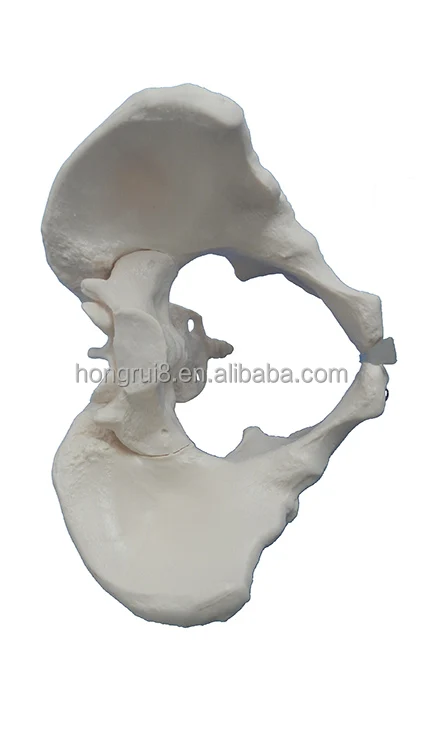 Female Teaching Pelvis Model,Pelvic Floor Model - Buy Pelvis Model ...