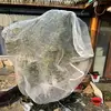 Transparent