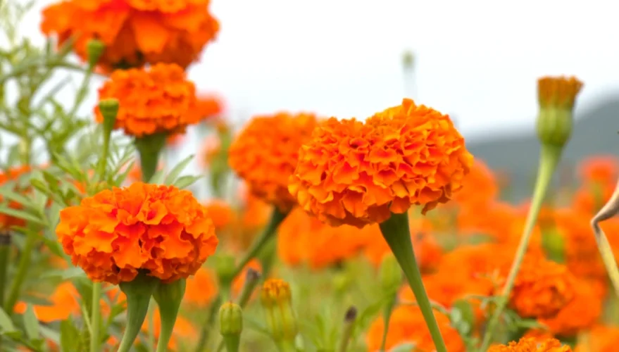 Hot Selling Eye Protection Marigold Flower Extract Lutein Marigold
