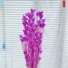 Pourpre