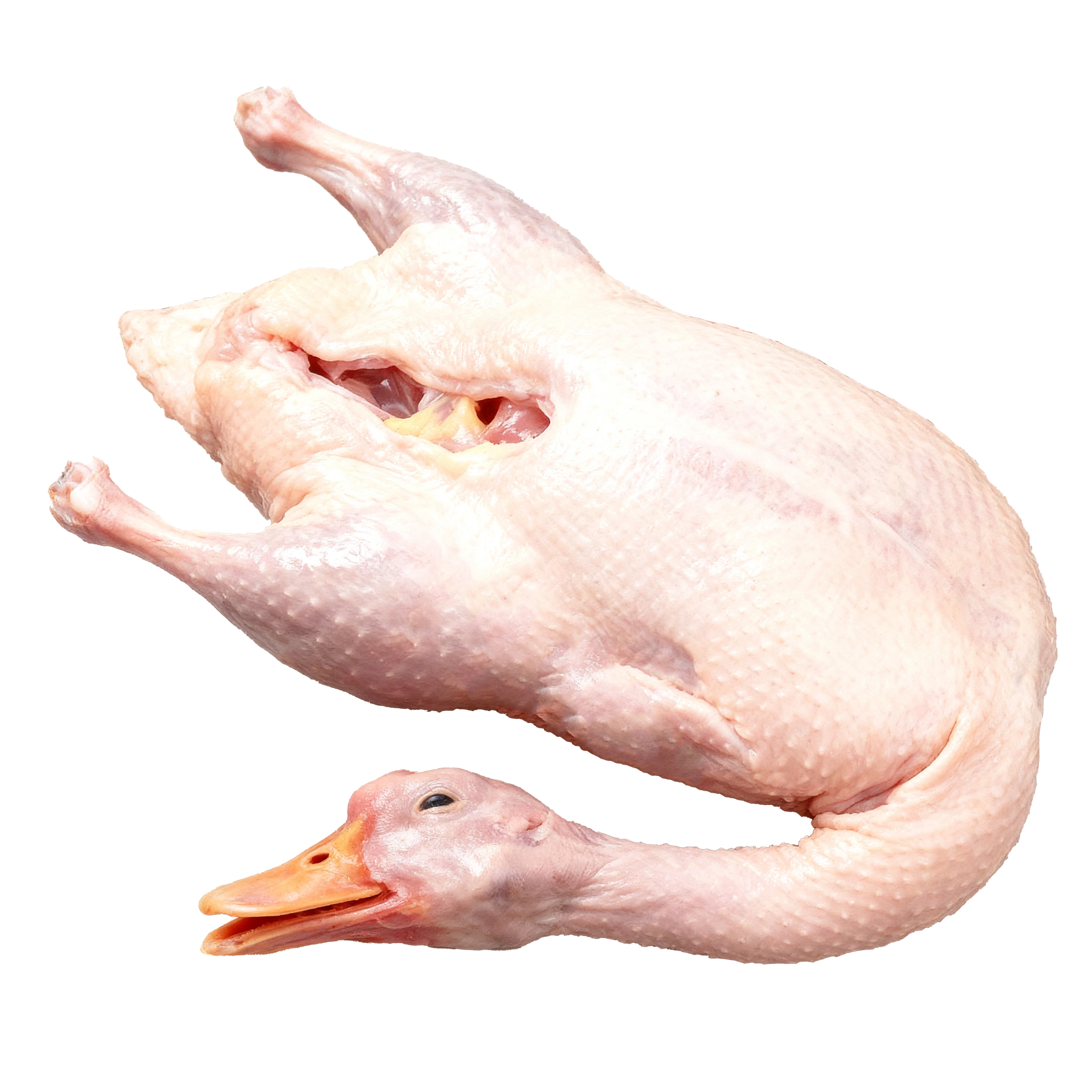 High-Demand Peking Halal Fresh Duck Whole and Part Frozen Quality Assured Bulk Supply for Global Distributors