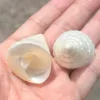 White Conch