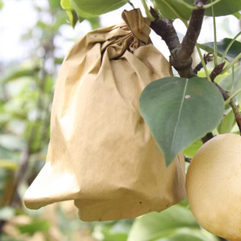 Grow Bags For Fruit Trees