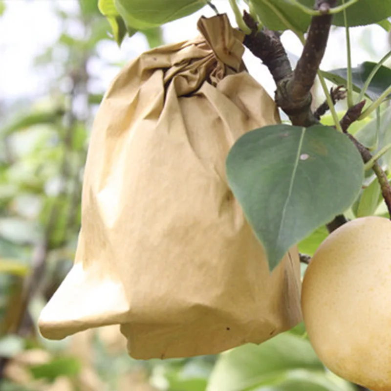 Bolsa protectora de frutas de guayaba
