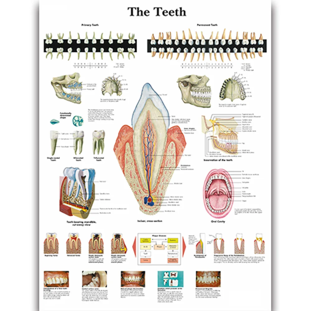 Классификация поражений зубов. Строение зубов формула зубов анатомия. Анатомия зубов пропедевтика стоматологии. Зубы анатомия медунивер. Строение зубов зубная формула анатомия.