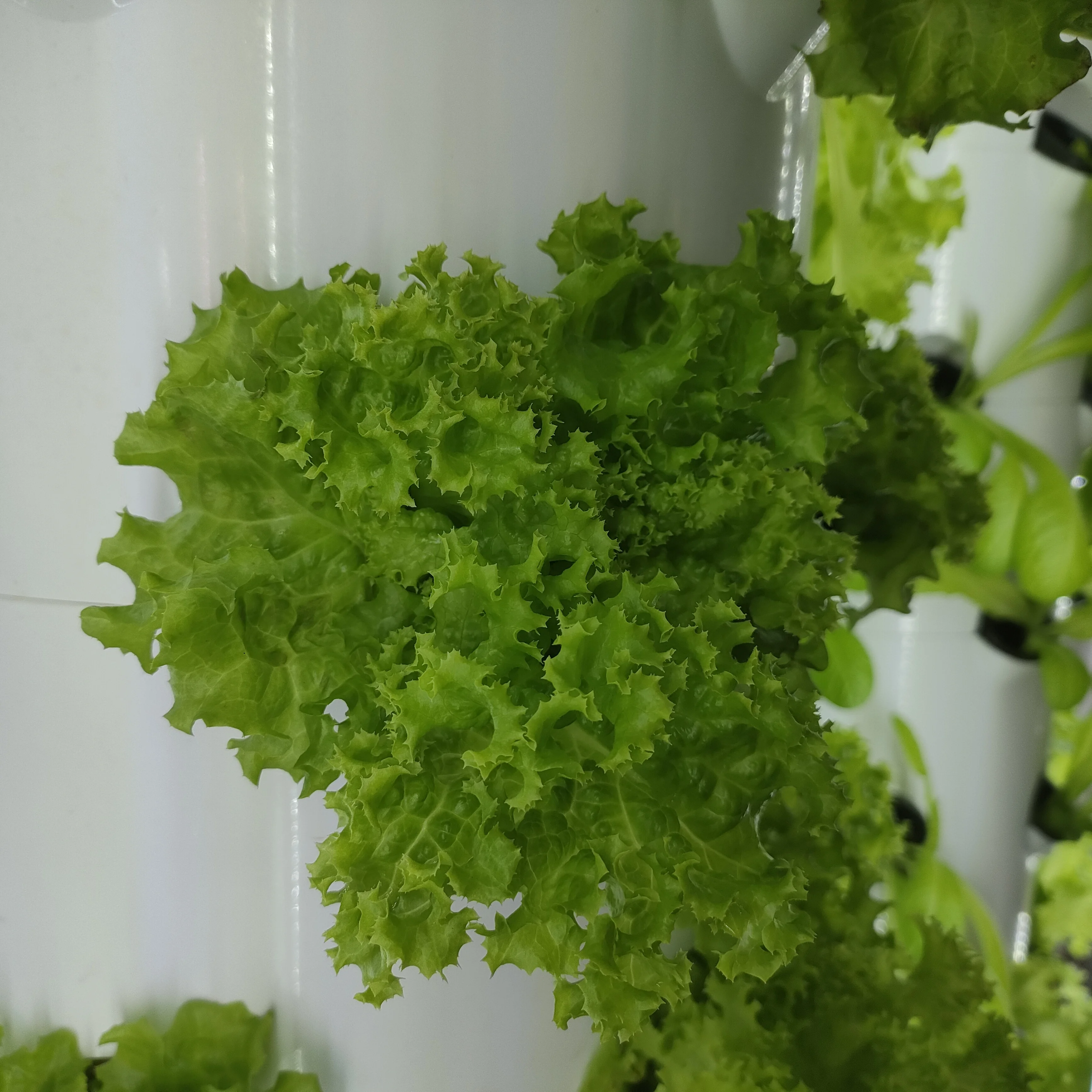 Easy Assembly and Fully Automatic Hydroponic Tower Garden System with LED Growing Lamps