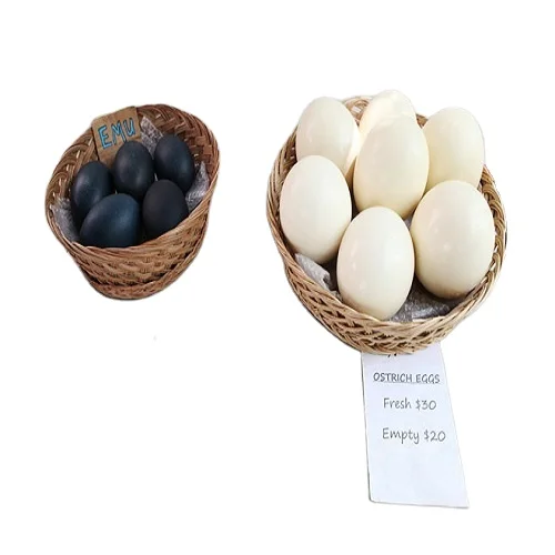 selling ostrich eggs