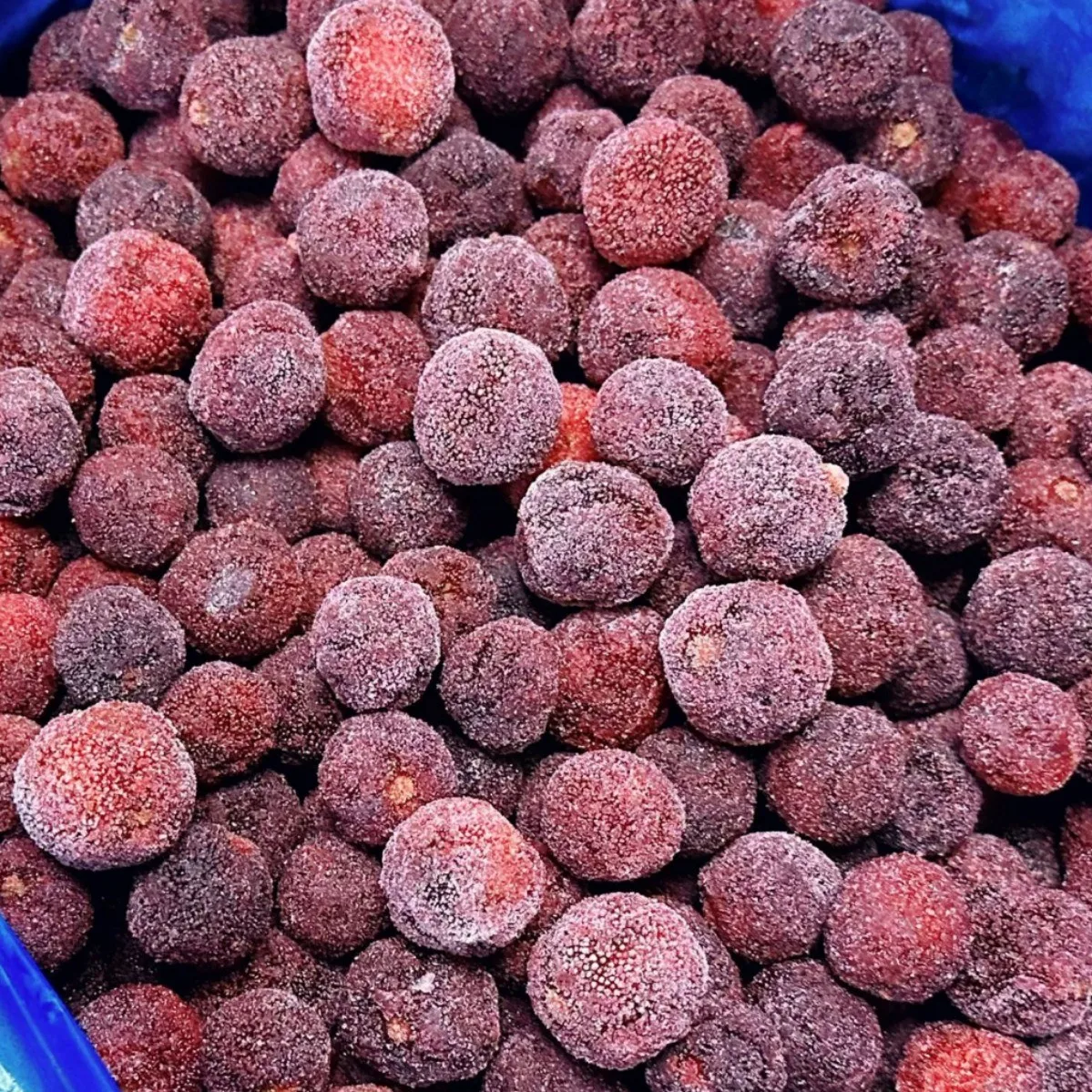 China Supplier IQF Frozen Fruits Healthy Natural Frozen Bayberry