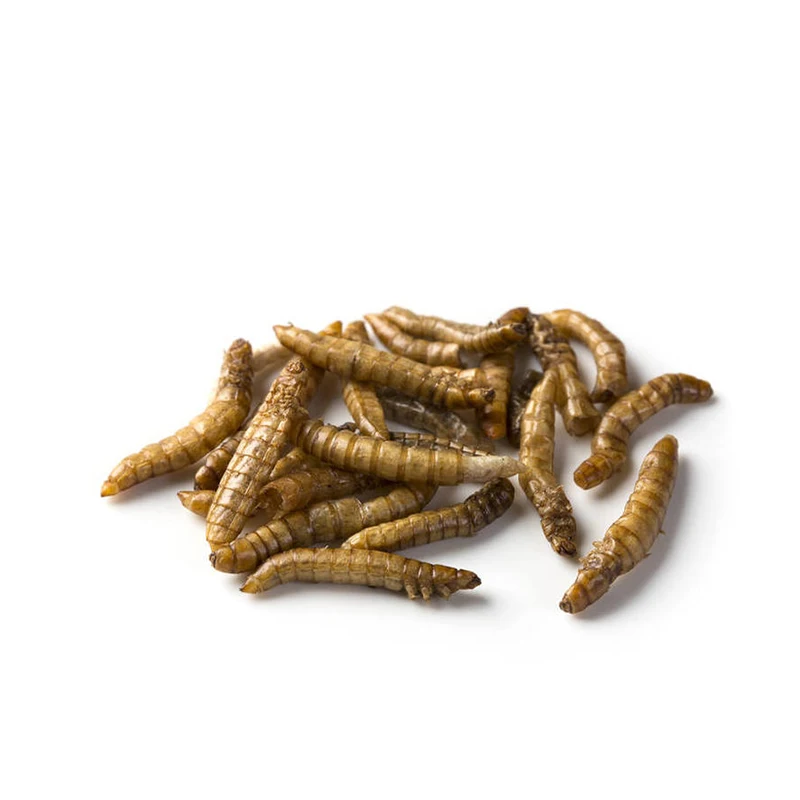 Direct Selling Ex-Factory Price Balanced Nutrition Breadworm Easy to Use Breadworm Dry Worm Suitable for All The Birds