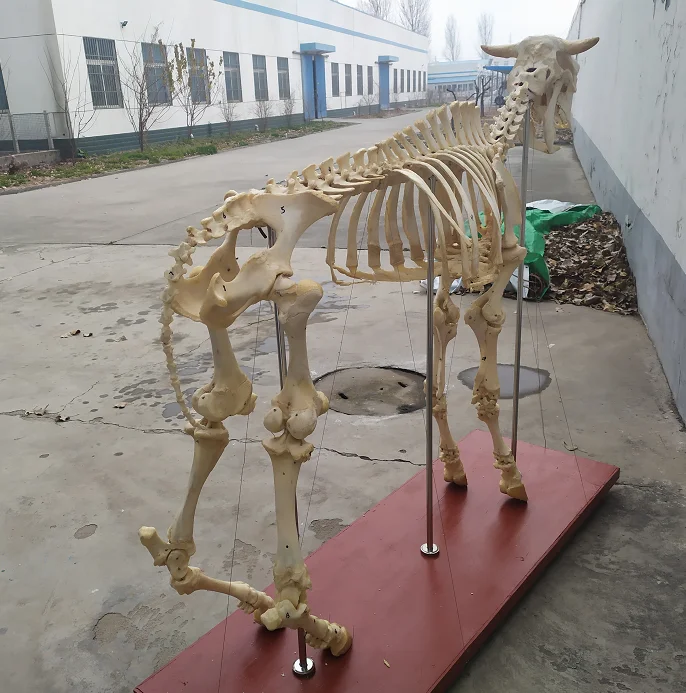 医学教育のための鮮やかな本物の動物の骨雄牛/牛の骨格モデル