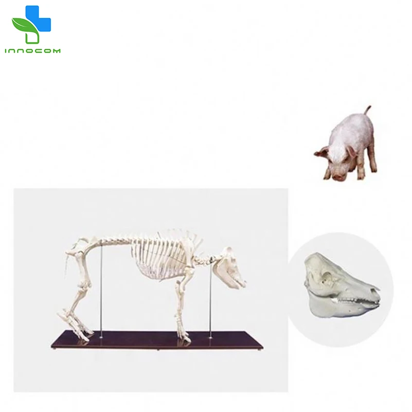 Advanced Pig Skeleton Model Medical Teaching Animal Model Plastic Pig Anatomy Model