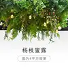 Yangzhi honeydew 1-new-style trial version-no light included