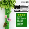 Eucalyptus Set E