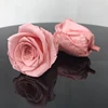 rosa dolce