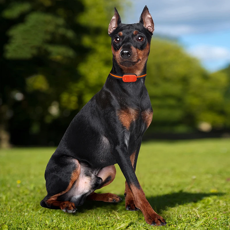 Водонепроницаемый GPS-трекер для домашних животных 4G LTE в режиме реального времени GPS отслеживающее устройство собак кошек с бесплатным мобильным