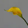 Jaune - 50CM
